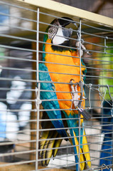 Macaw parrot wants freedom