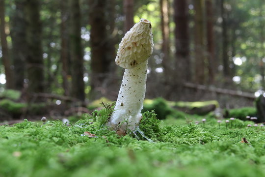 Phallus impudicus