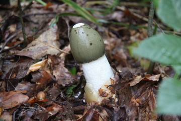 Phallus impudicus