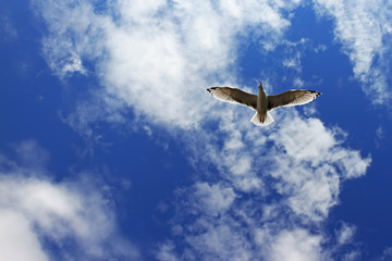 Seagull flying 