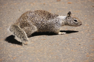 &eacute;cureuil &agrave; Sequoia Park
