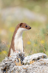 Weasel