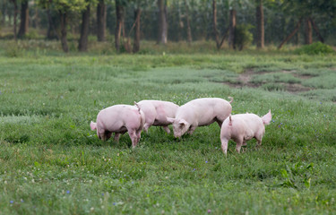Obraz premium Pigs on grassland