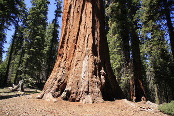 au pied du sequoia