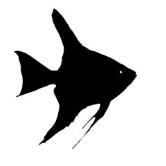 Scalare (Angelfish, Pterophyllum)