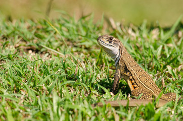 Leiolepis is waiting prey in the garden