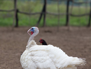 Fototapeta premium Turkey on poultry farm