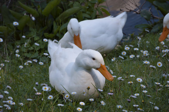 Foto Immagini Grafica Vettoriali E Video Esenti Da Royalty Per Anatre Pechino Adobe Stock