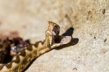 Horned viper snake