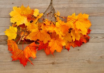 Obraz premium Autumn background.