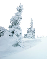 Winter landscape of snowy pine trees