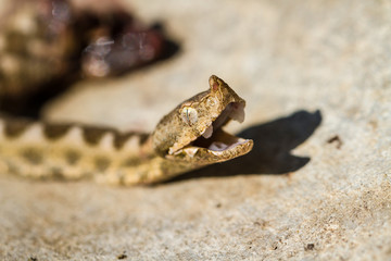 Horned viper snake