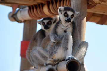 ring-tailed lemur
