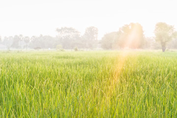 Paddy jasmine rice farm in Thailand