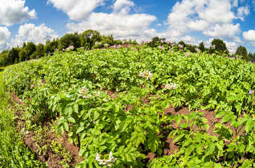 Fototapeta na wymiar Fisheye view on the potatoes plantation in summertime