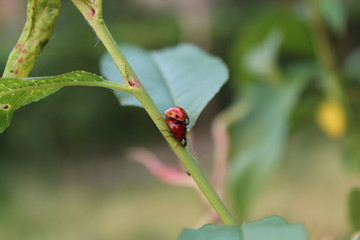 Coppia di coccinelle