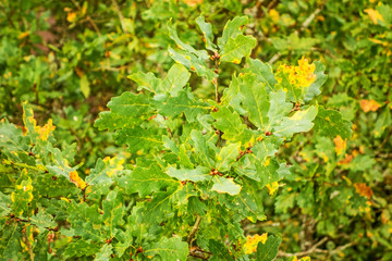 oak tree leaves