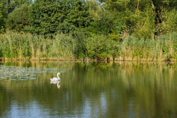 Schwan im See