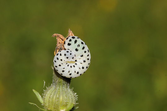 Larve der Braunwurzblattwespe, Wespe, Tenthredo Scrophulariae