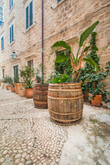 Fototapeta na wymiar Plants and palms in old wooden barrels in narrow street in the Old Town in Dubrovnik, Croatia, mediterranean ambient 