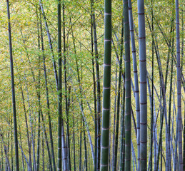 Fototapeta na wymiar Bamboo Forest Trees