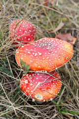 closeup of red toadstools in grass