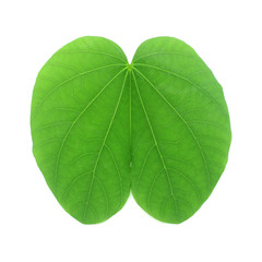 green bauhinia variegata leaves on white background