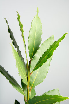 alloro laurus