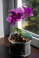 Purple Phalaenopsis on a windowsill in a pot.