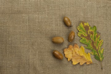 Fall colors, colorful leaves of trees on brown cloth background. Place for your text. Autumn decoration of the fallen leaves of trees.
