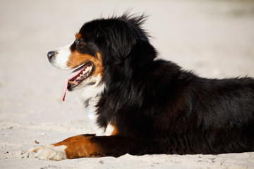 Berner Sennenhund Portrait