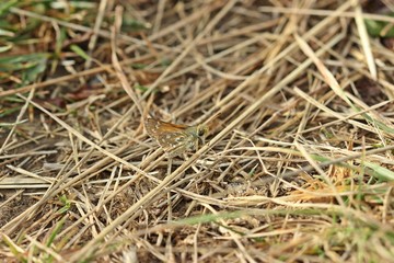 Komma-Dickkopffalter (Hesperia comma)