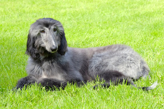 Typical Black Afghan Hound On A Green Grass Lawn