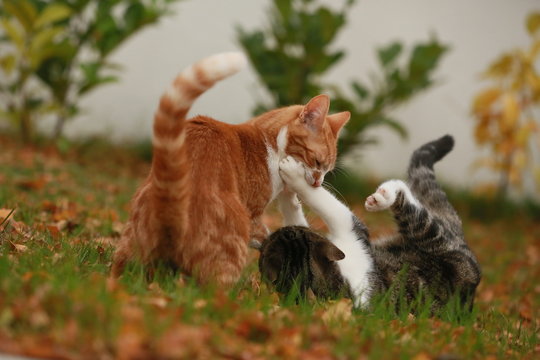 Katzenkampf