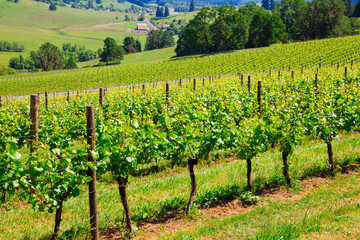 Fototapeta na wymiar Oregon Winery and Vineyard