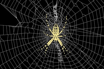 Obraz premium spider and spider web
