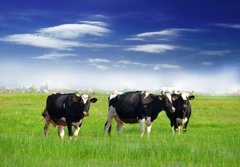 Cows grazing on pasture