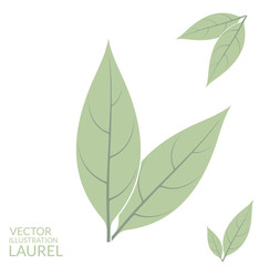 Laurel leaf
