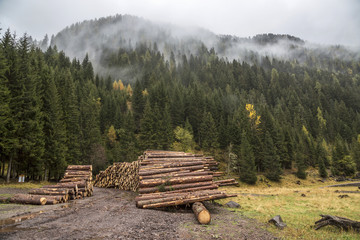 Wooden logs in the forest, stacked in a pile