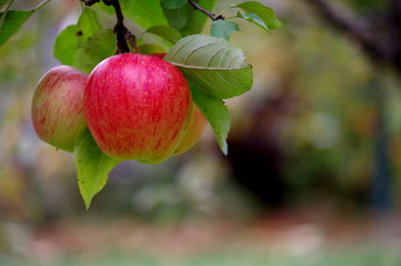 Jabłka w sadzie.