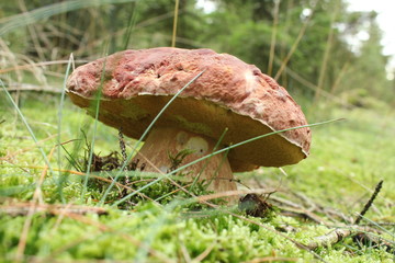 Mushroom in autumn forest