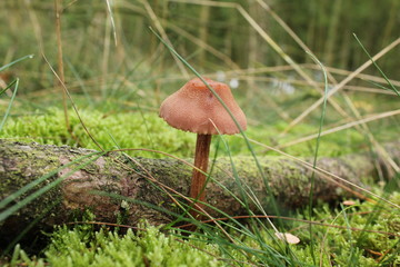 Mushroom in autumn forest
