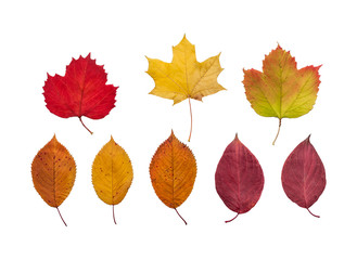 collection of Colorful autumn leaves  isolated on white