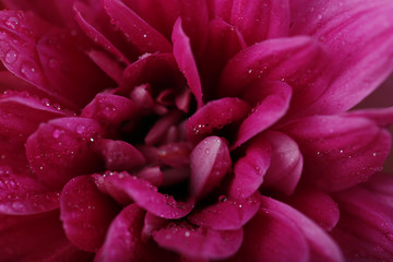 Beautiful purple blossom, macro