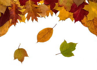 border frame of colorful autumn leaves isolated on white