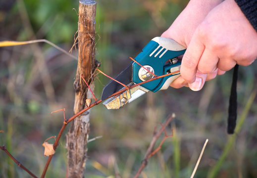 Female hand with shears cuts the vine in the fall to increase the yield. Photo closeup
