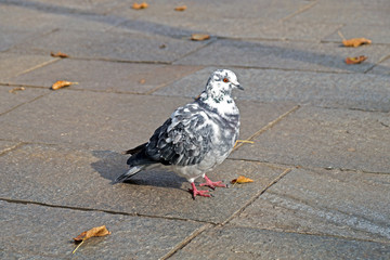 pigeon in the square