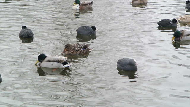 Various species of ducks are swimming in a partly frozen pond while it is snowing.