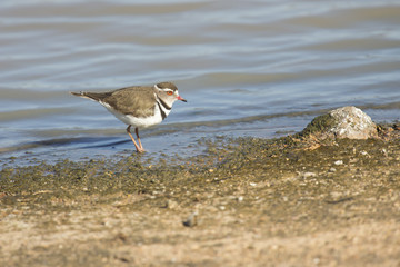 Small three banded plover wading on muddy shore of a pond