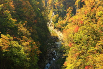 Fototapeta premium 小安峡の紅葉